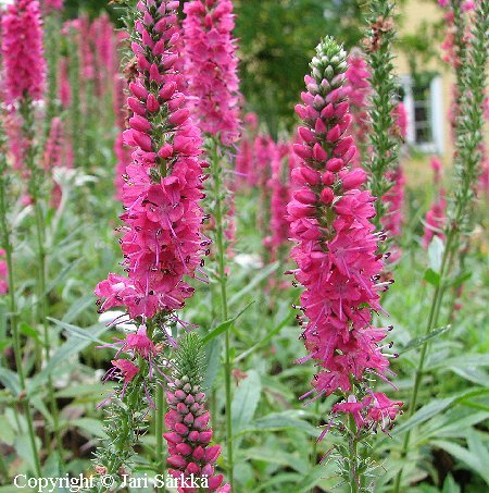 Veronica spicata 'Rotfuchs'